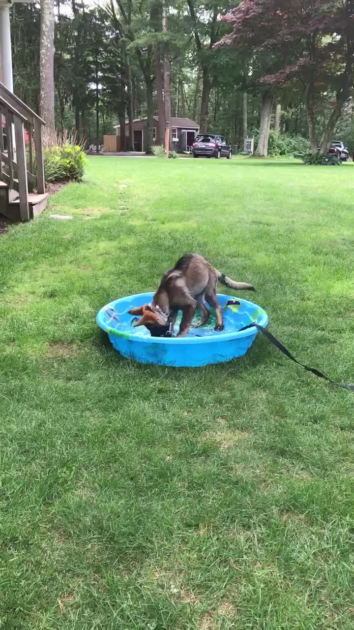 Dog in a pool