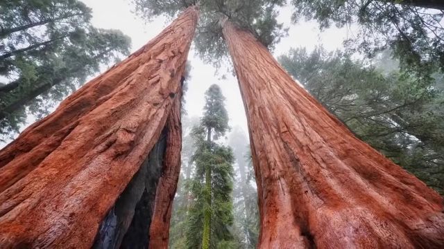 How Big were Trees before Noah's flood  - There are no forests on Earth