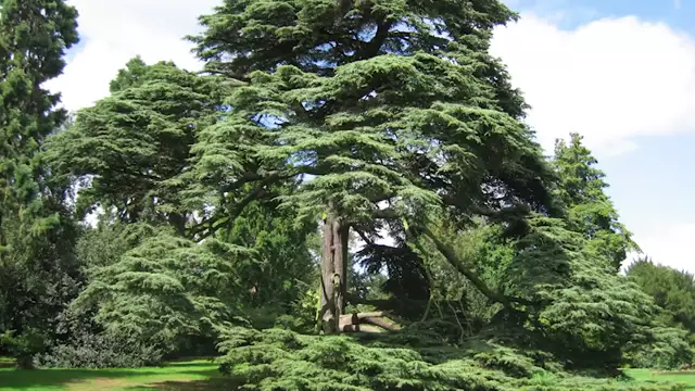 Ancient Tree Research Project | Giant Cedars of Lebanon - Part 1