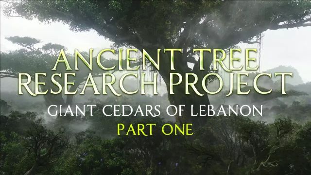 Ancient Tree Research Project | Giant Cedars of Lebanon - Part 1